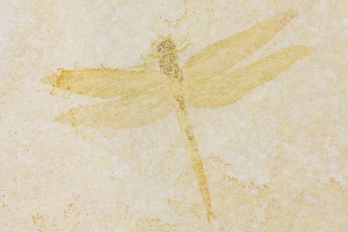 Fossil Dragonfly (Tharsophlebia?) - Solnhofen Limestone #169833